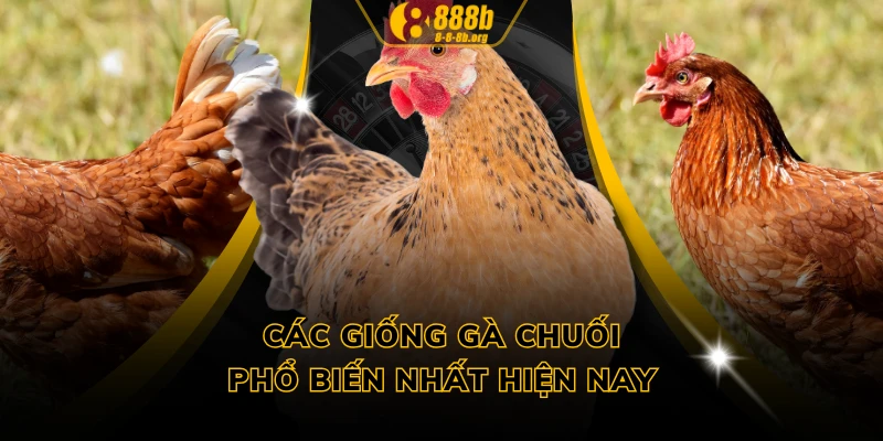 Các giống gà chuối phổ biến nhất hiện nay