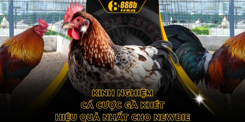 Kinh nghiệm cá cược gà khét hiệu quả nhất cho newbie