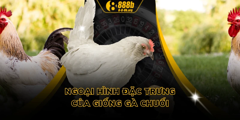 Ngoại hình đặc trưng của giống gà chuối