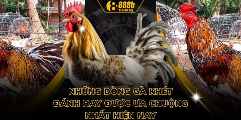 Những dòng gà khét đánh hay được ưa chuộng nhất hiện nay