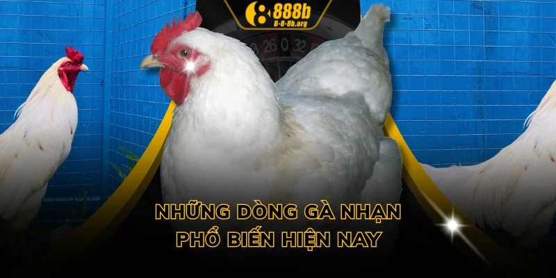 Những dòng gà nhạn phổ biến hiện nay